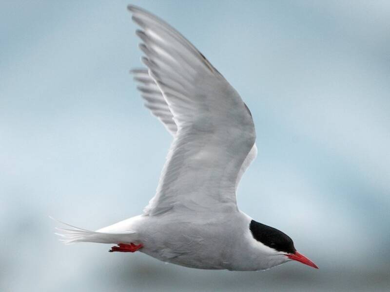 Sterne antarctique, Photos 2