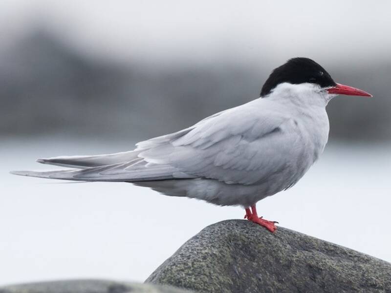 Sterne antarctique, Photos 4