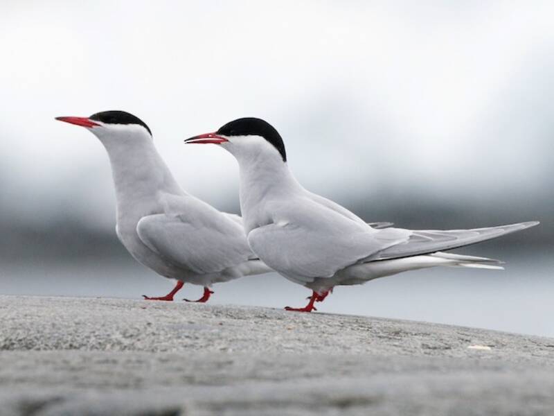 Antarctic Tern (Sterna vittata)