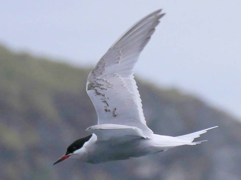 Sterne antarctique, Photos 3