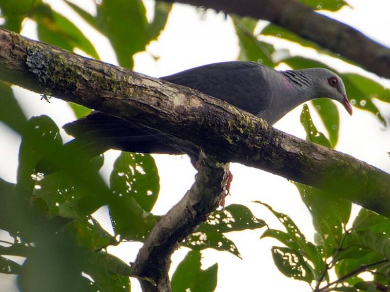 Andaman Wood-Pigeon