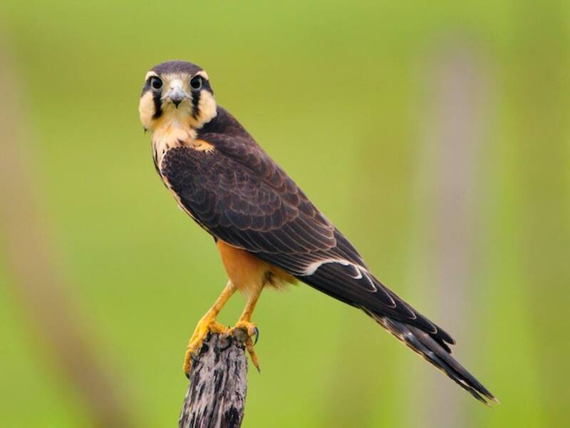 Aplomado Falcon, 照片 2