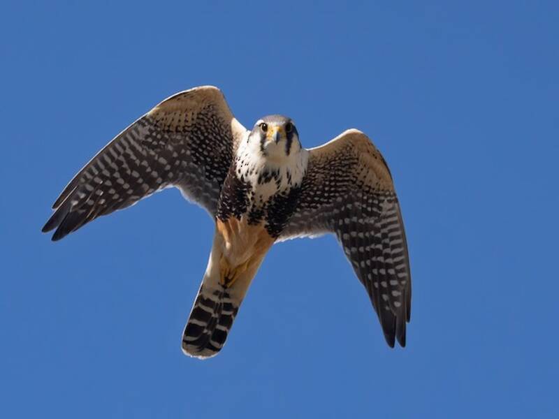 Aplomado Falcon, 照片 3