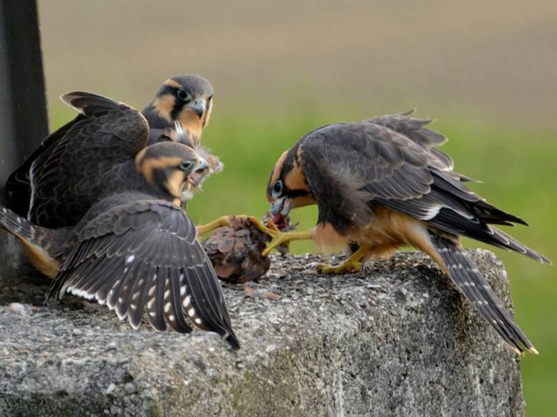 Aplomado Falcon