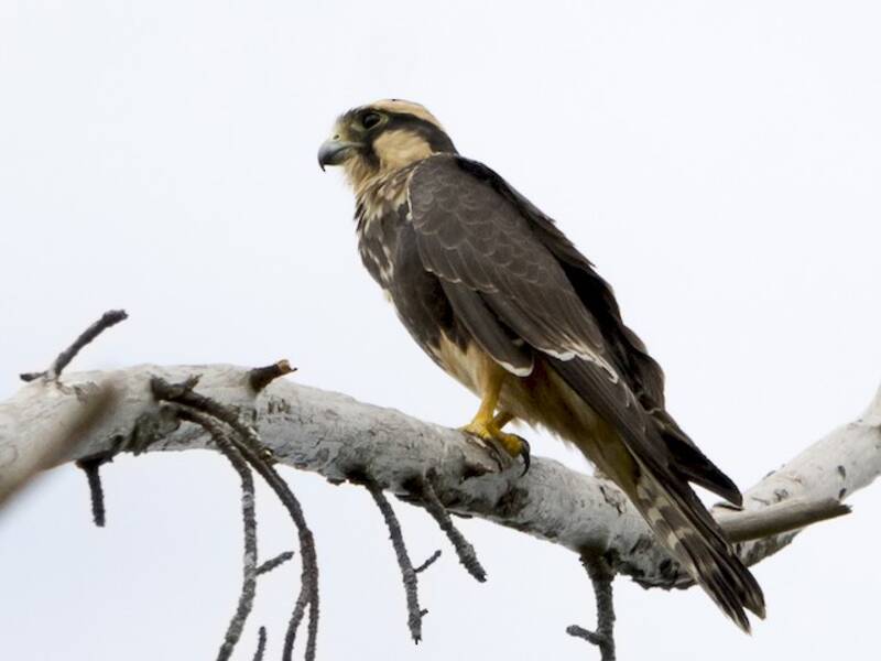 Aplomado Falcon, 照片 4