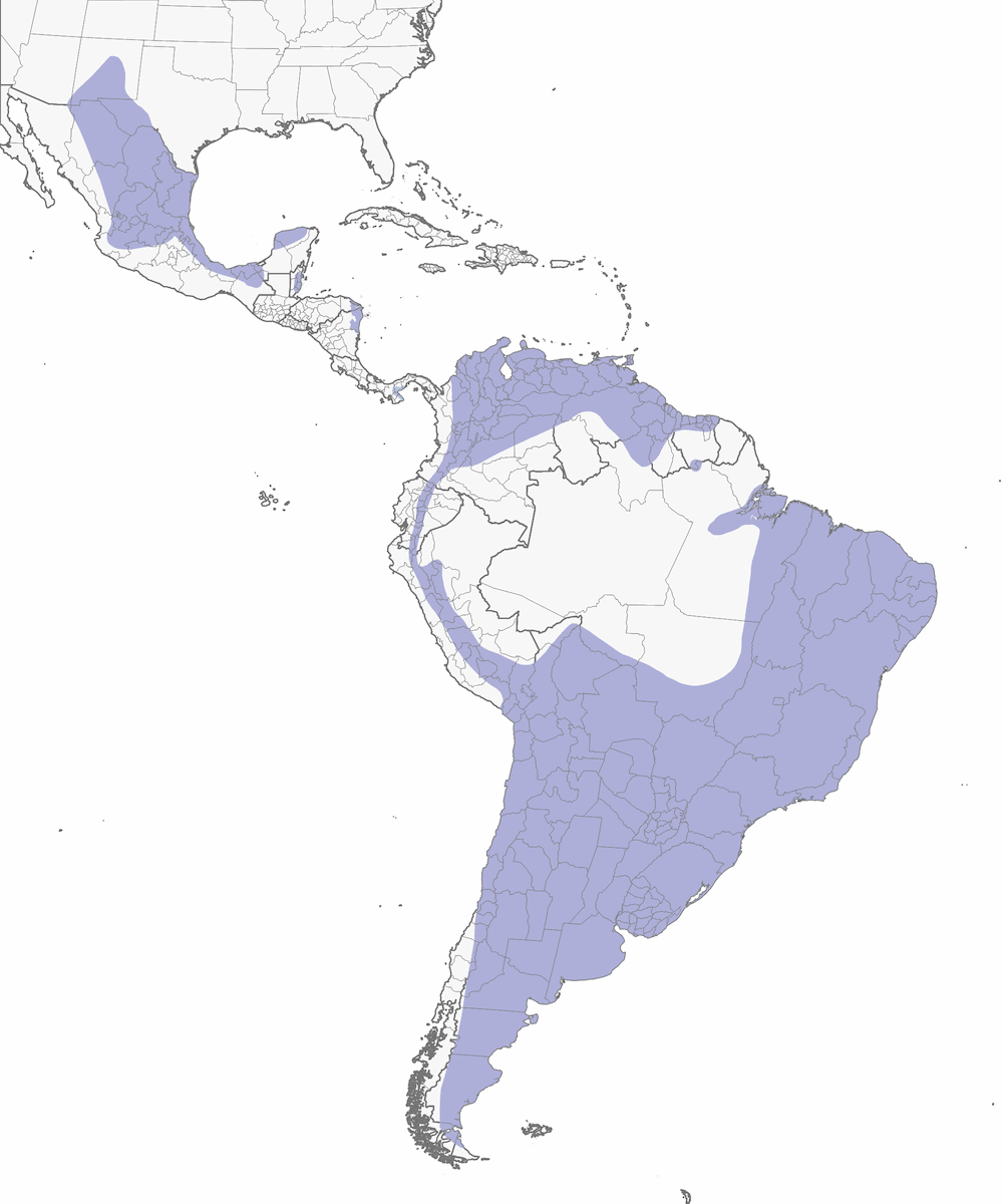 Aplomado Falcon, 分布 1