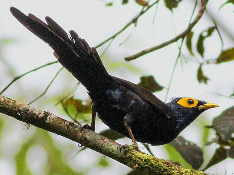Apo Myna, Photos 2