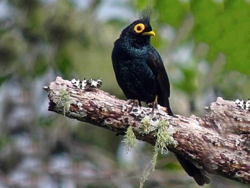 Apo Myna, Photos 3