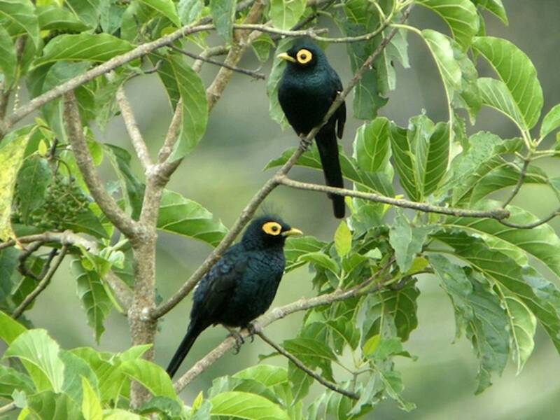 Apo Myna, Photos 4