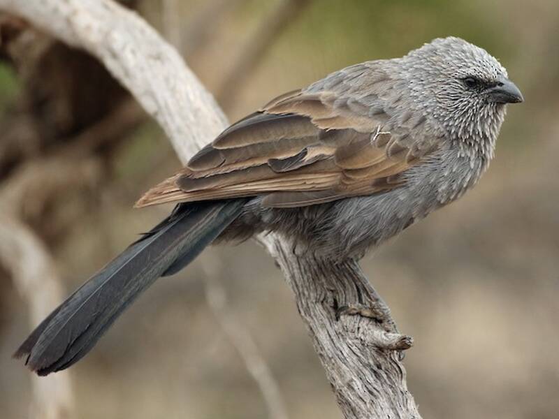 Apostelvogel, Fotos 3