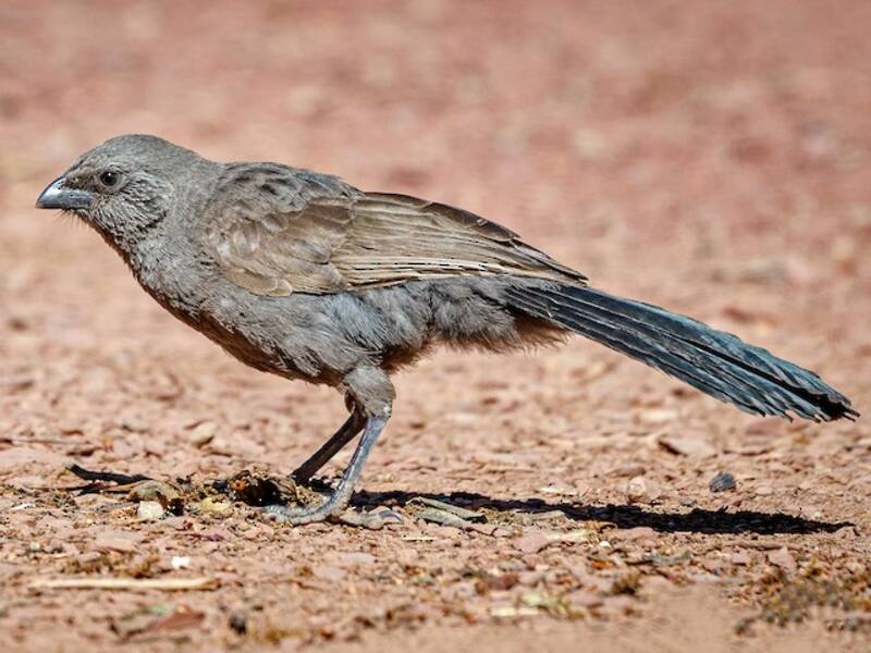 Apostelvogel, Fotos 4