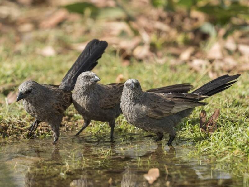 Apostelvogel, Fotos 2