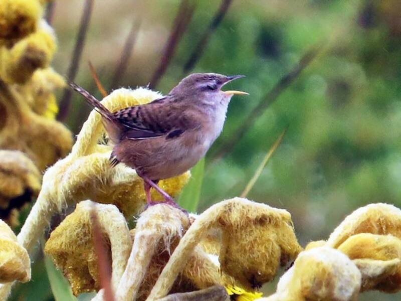 Scricciolo di Apolinar, Foto 4
