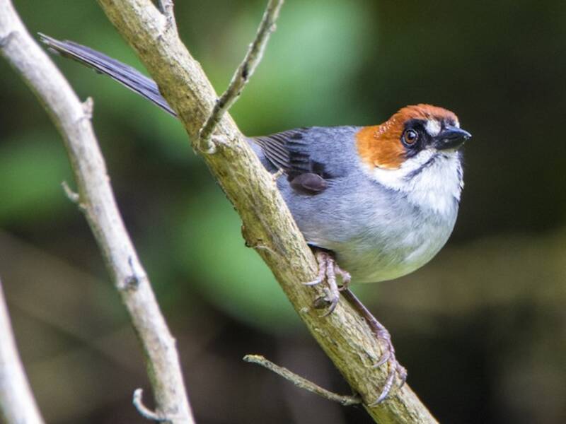 Apurimac Brushfinch, Photos 2