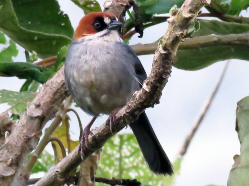 Apurimac Brushfinch, Photos 3