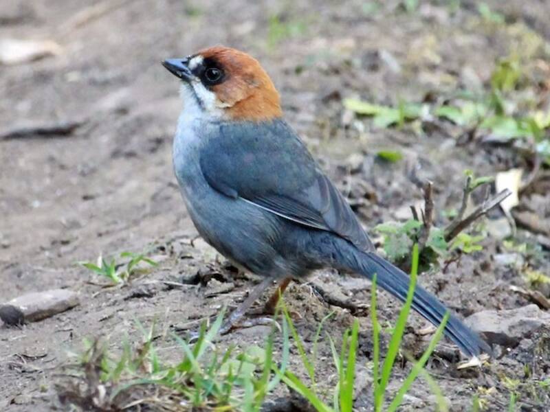 Apurimac Brushfinch, Photos 4