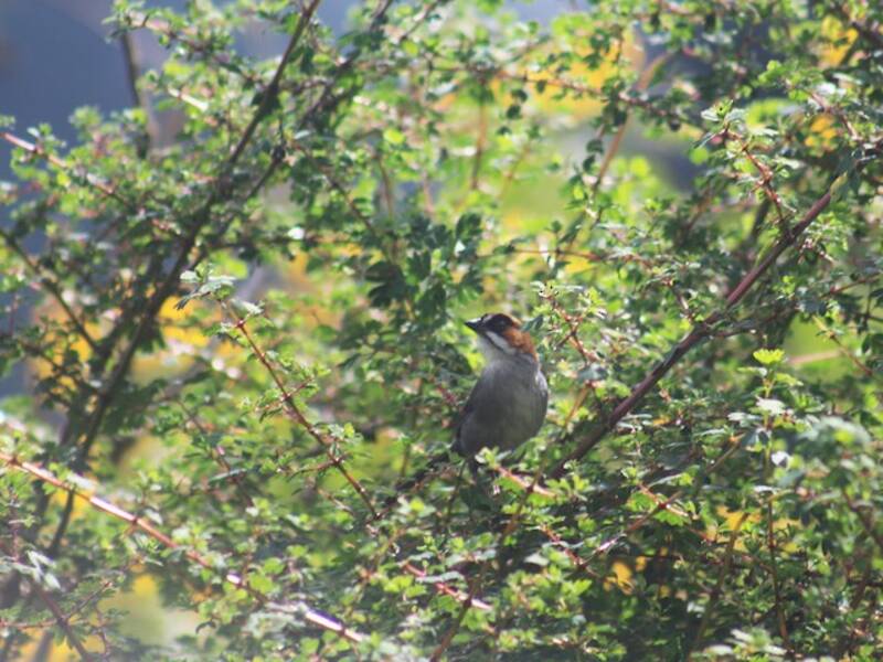 Apurimac Brushfinch
