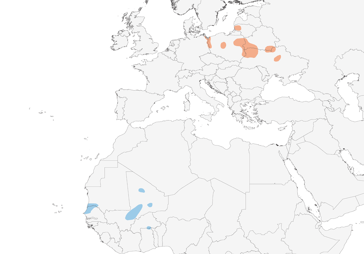 Forapaglie castagnolo, Distribuzione 1