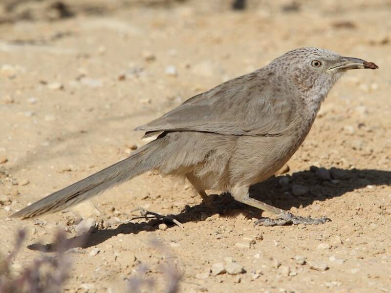 Garrulo d'Arabia, Foto 3