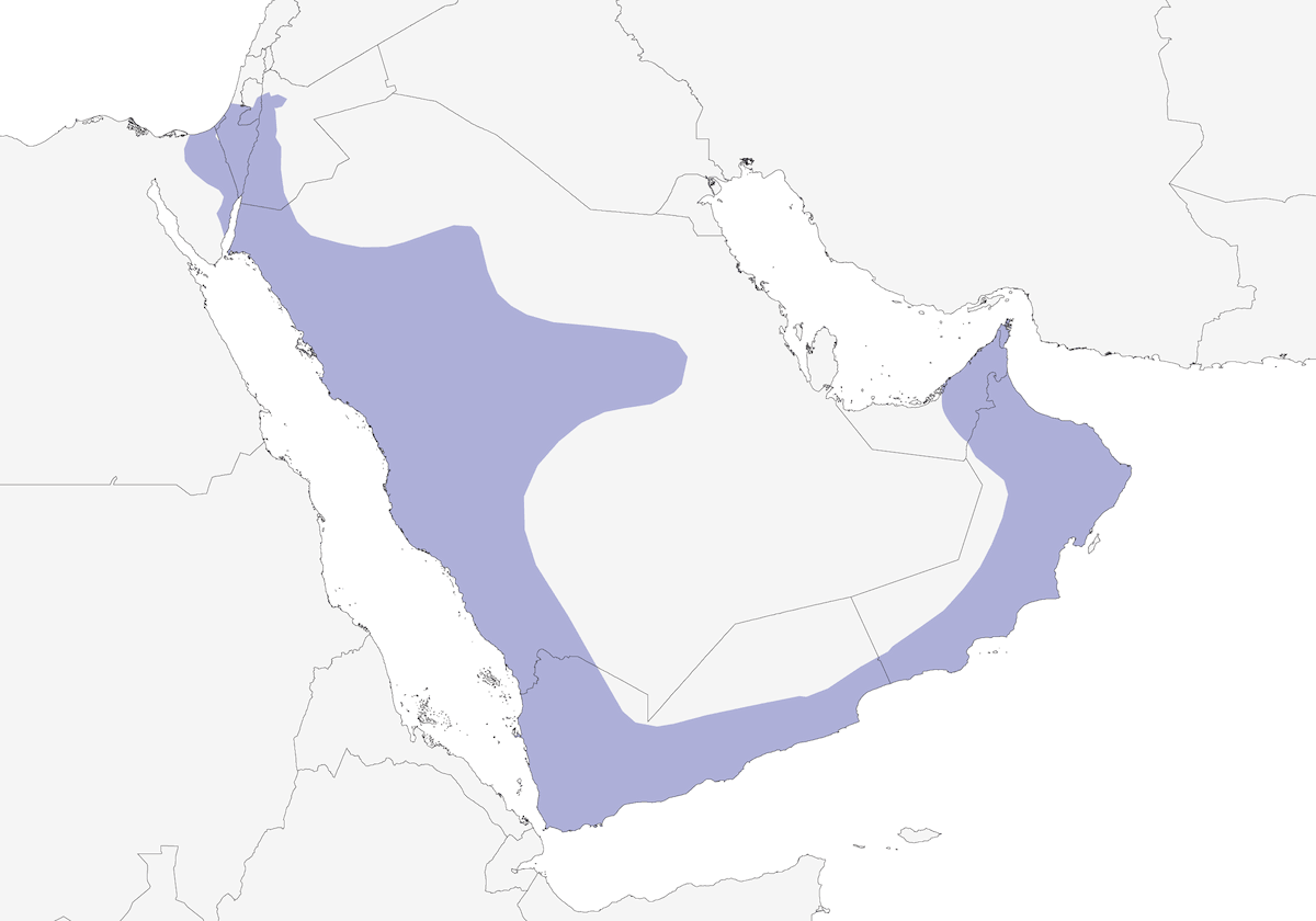 Garrulo d'Arabia, Distribuzione 1