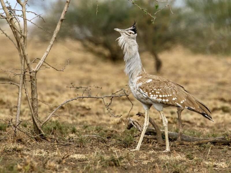 Outarde arabe, Photos 3