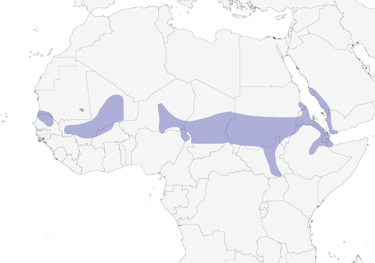 Outarde arabe, Distribution 1