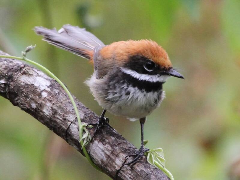 Supertramp Fantail