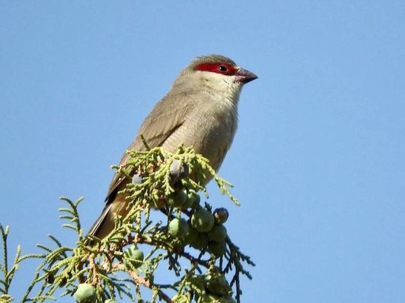 Arabische Amarant, Fotos 4