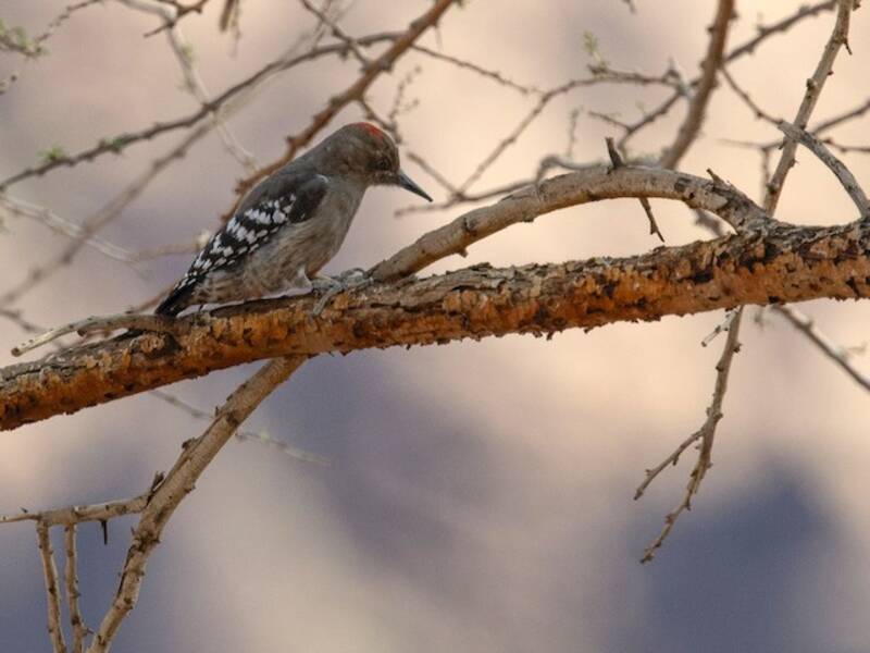 Araberspecht, Fotos 4
