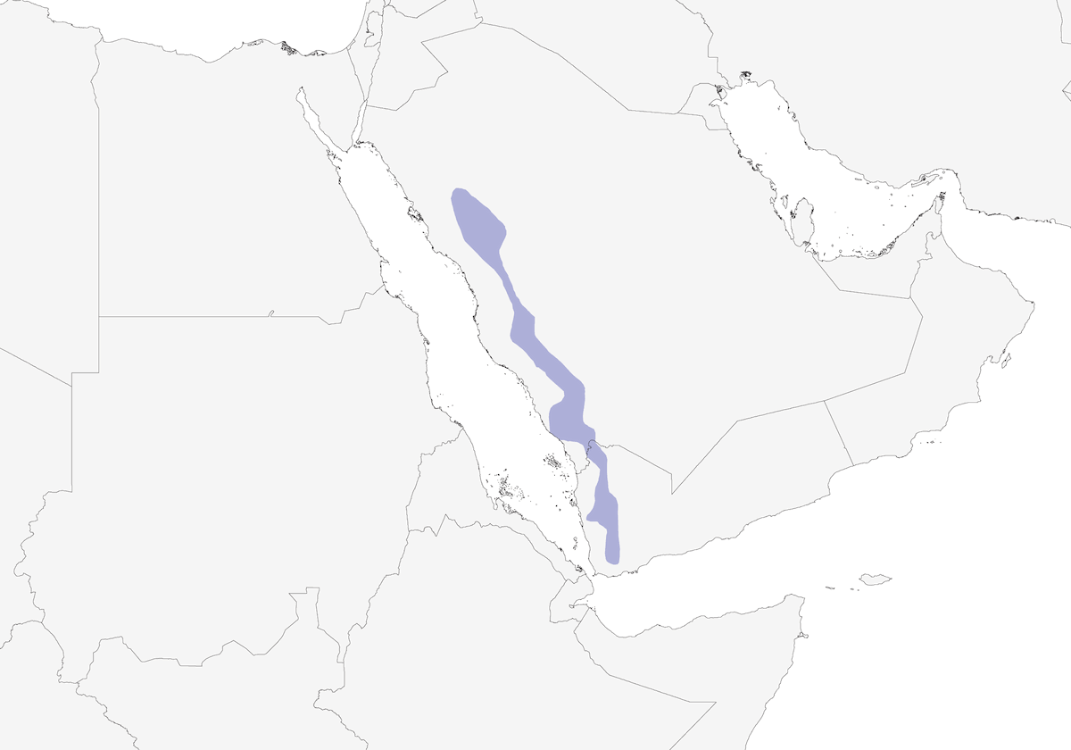 Araberspecht, Verbreitung 1