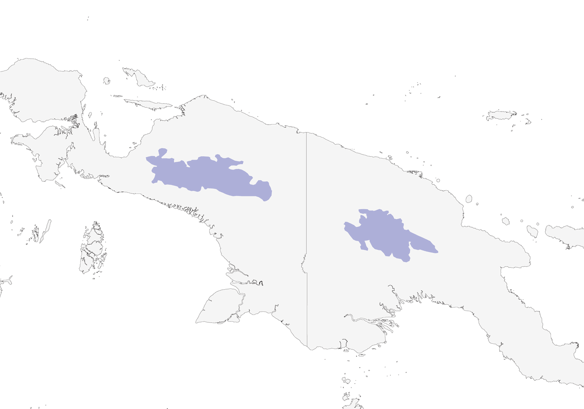 Pergolero de Archbold, Distribución 1
