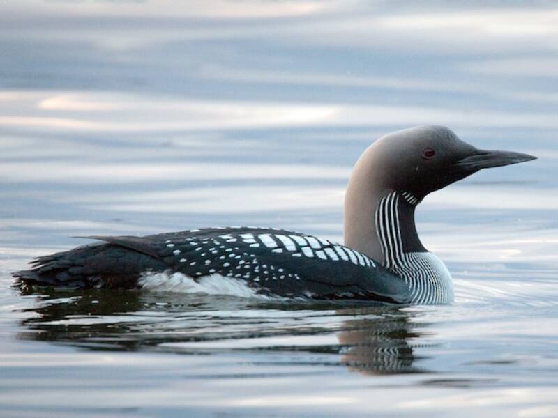 Arctic Loon (Gavia arctica)