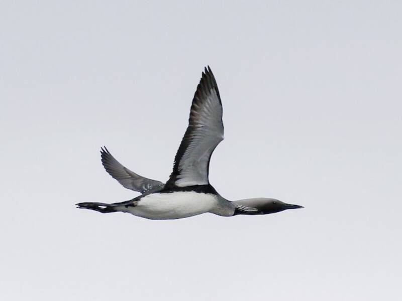 Arctic Loon, 照片 4