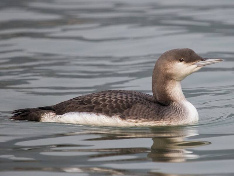 Arctic Loon, 照片 3