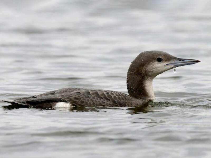 Arctic Loon, 照片 2