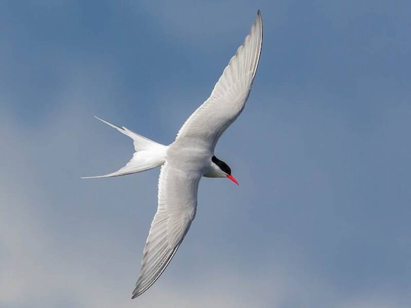 Küstenseeschwalbe, Fotos 3