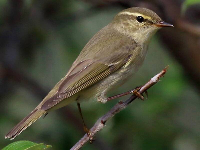 Mosquitero boreal, Fotos 4