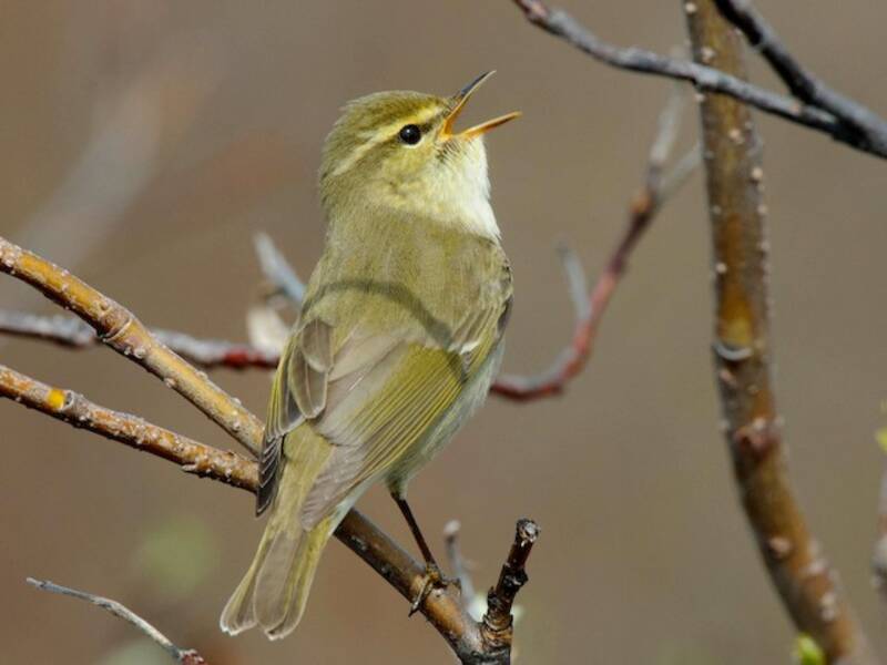 Mosquitero boreal, Fotos 3