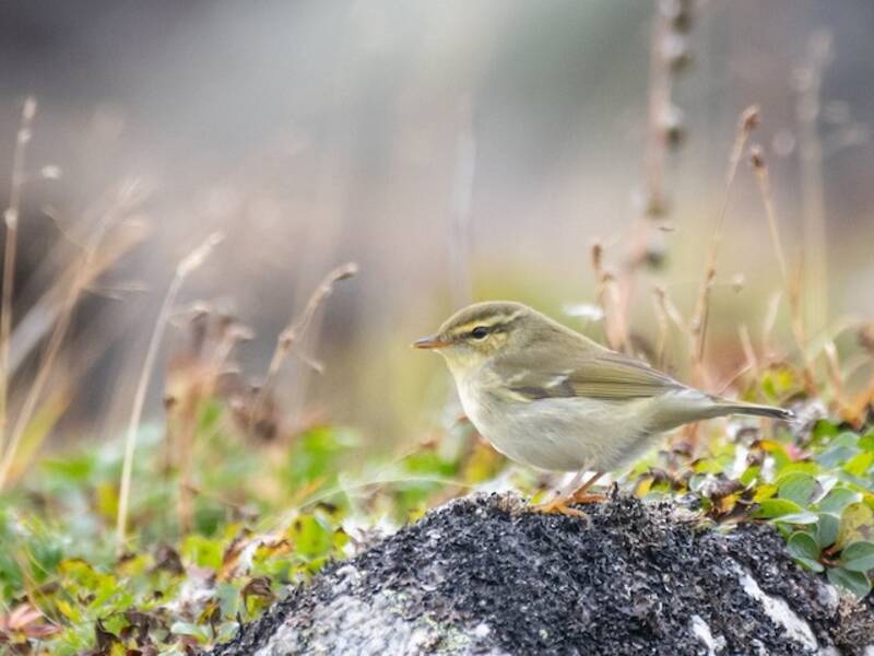 Mosquitero boreal, Fotos 2