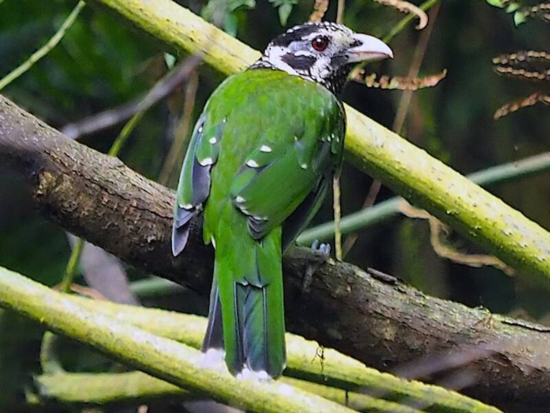 Arfak Catbird, Photos 3