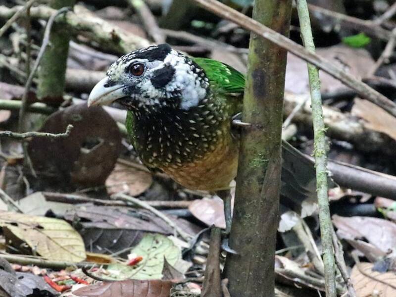 Arfak Catbird, Photos 4