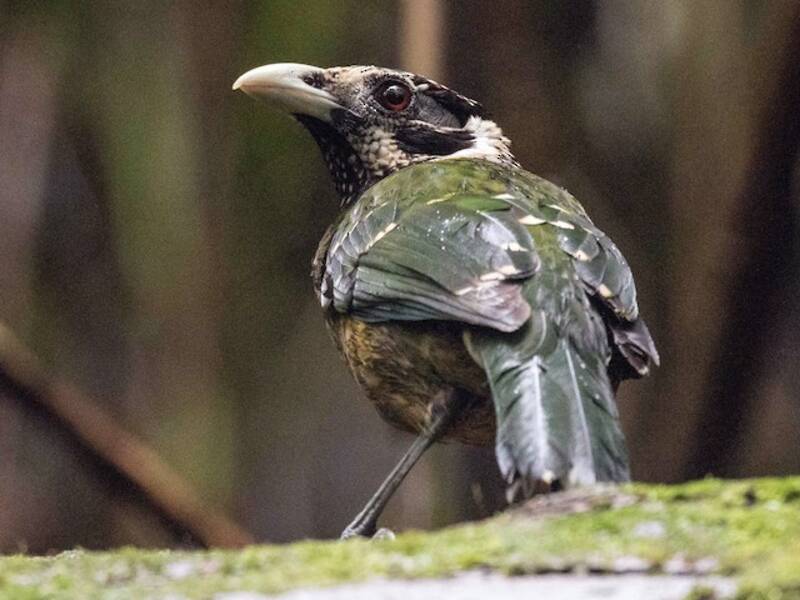Arfak Catbird, Photos 1