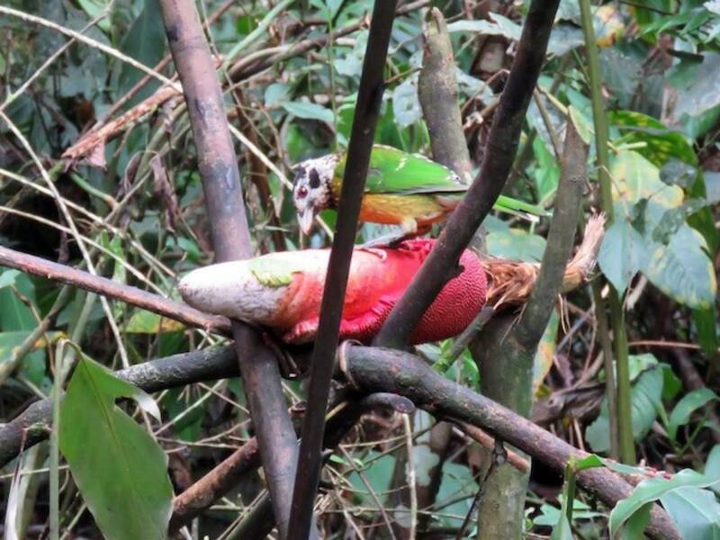 Arfak Catbird, Photos 2