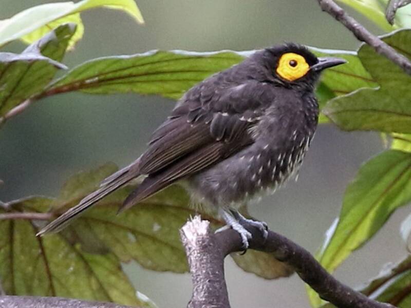 Arfak Honeyeater, Photos 3