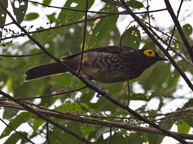 Arfak Honeyeater, Photos 4