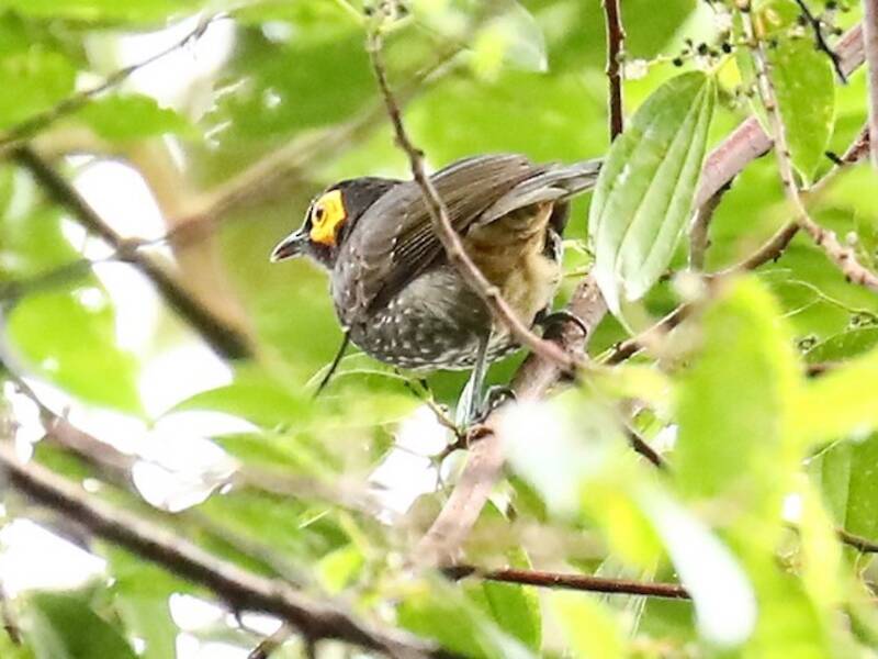 Arfak Honeyeater, Photos 2
