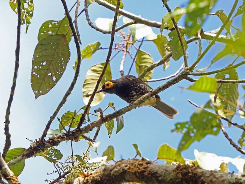 Arfak Honeyeater