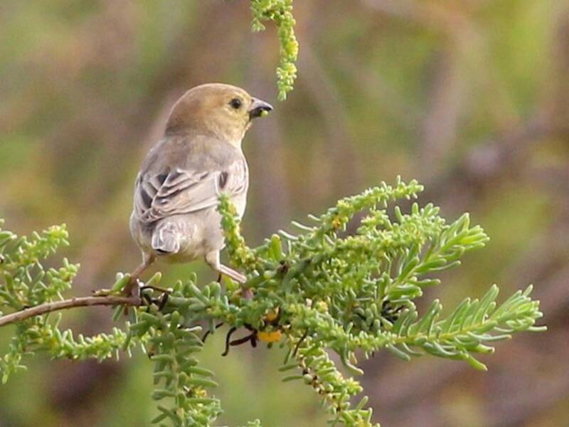 Passera dorata arabica