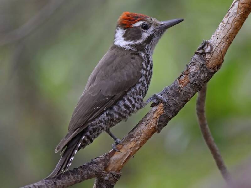 Arizona Woodpecker