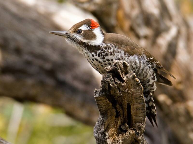 Arizona Woodpecker, Photos 2